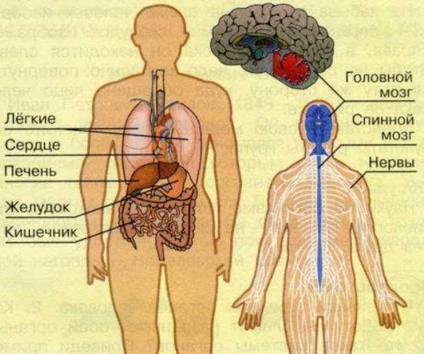 Гдз учебник по окружающему миру 4 класс (часть 1) плешаков. страница 139. номер №• 3