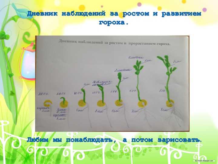 Как развивается растение из семени 3 класс окружающий мир ответы