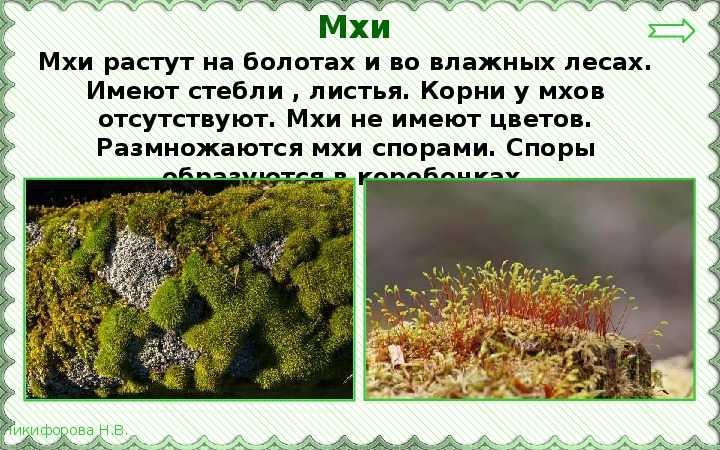 Страница 31-33 гдз по окружающему миру 3 класс рабочая тетрадь плешаков часть 1