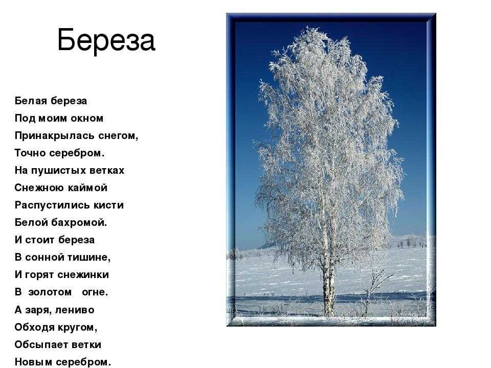 Сергей есенин ~ береза ("белая берёза под моим окном") + анализ 3 варианта