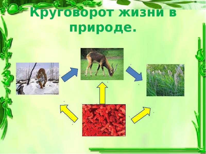 Гдз проверь себя (стр.12) окружающий мир учебник 3 класс часть 1, плешаков (школа россии)