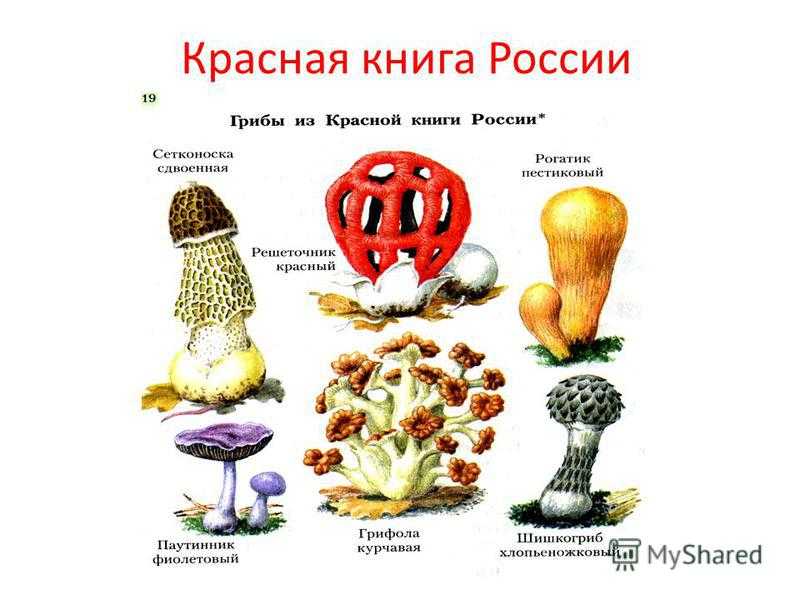 Разбор слова «подберёзовик»