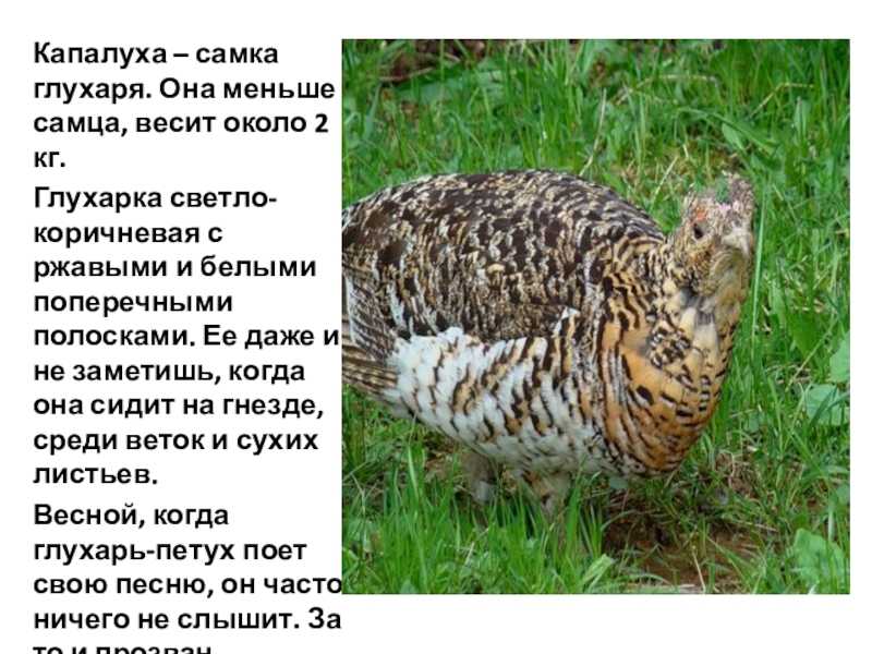 Гдз по литературному чтению 3 класс климанова, горецкий